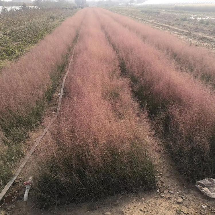 粉黛乱子草批发 粉黛乱子草花海苗苗圃直供