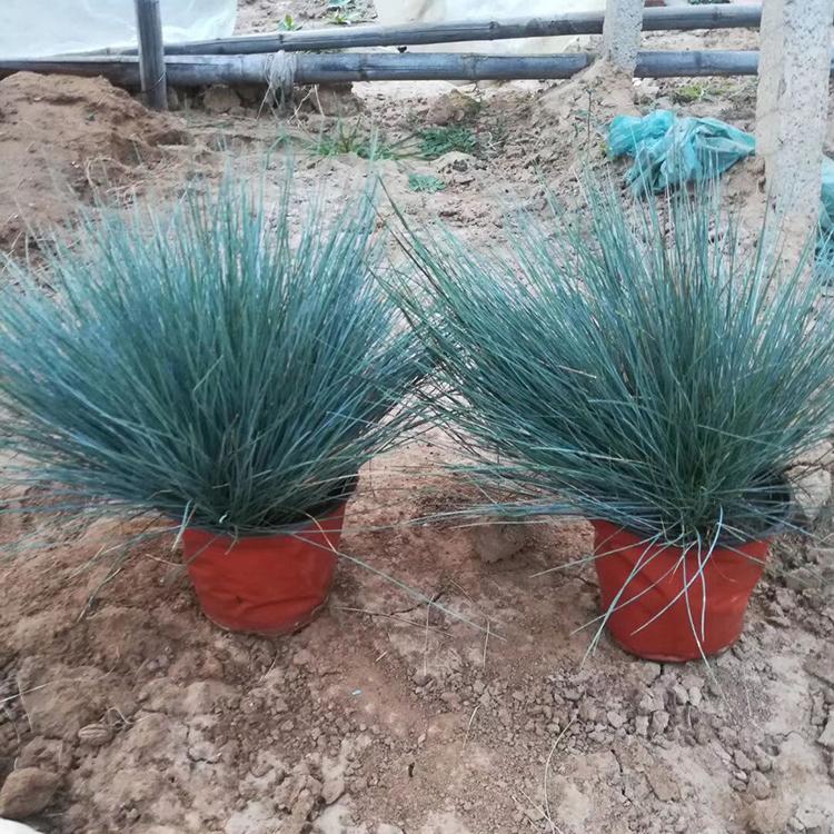 蓝羊茅 森瑜基地种植批发蓝羊茅 蓝羊茅价格