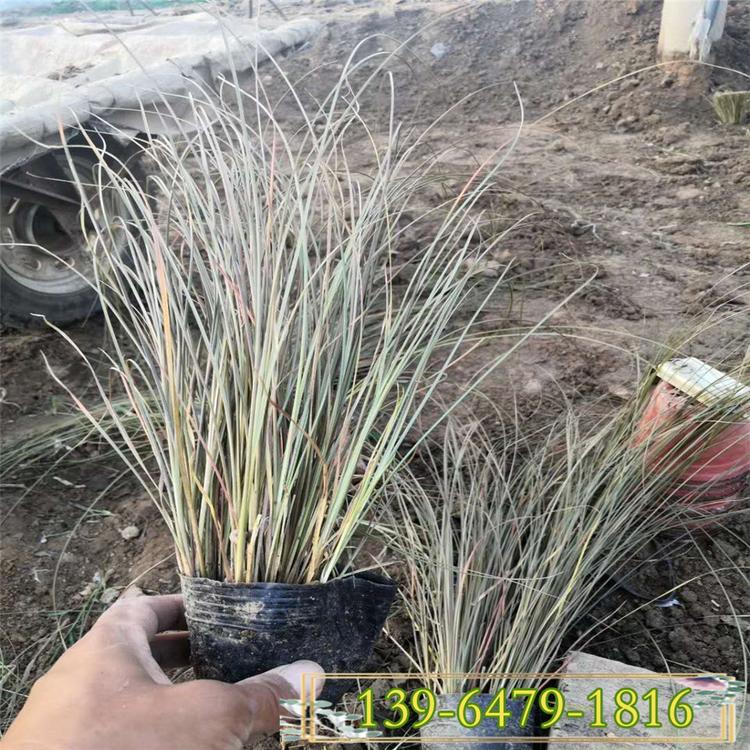 棕红苔草盆苗价格 棕叶苔草种植地方 橘红苔草园林用途