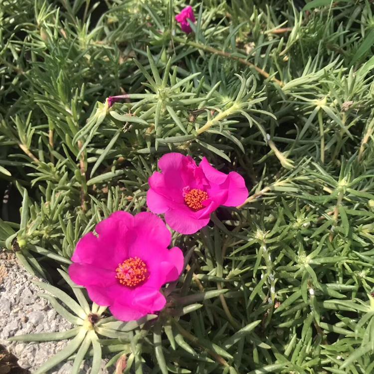 半枝莲批发 多花色半枝莲大量供应