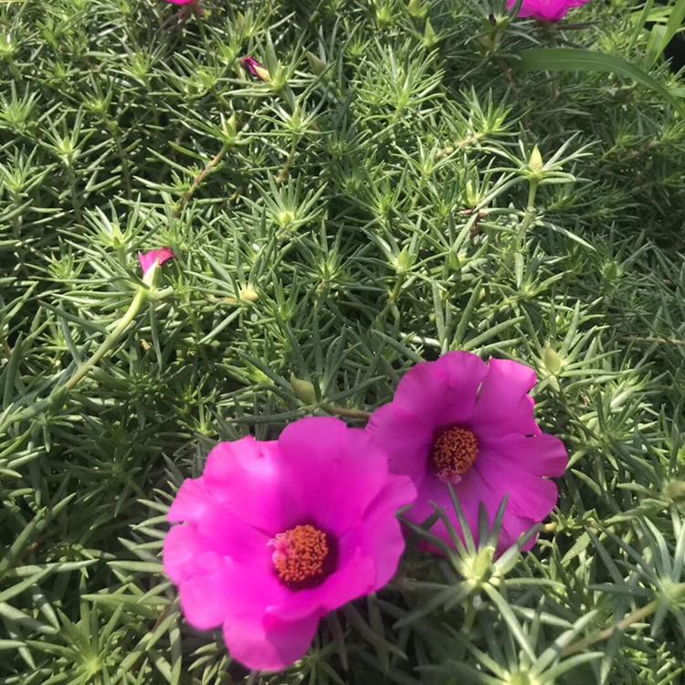 半枝莲培育 观赏半枝莲苗圃直供