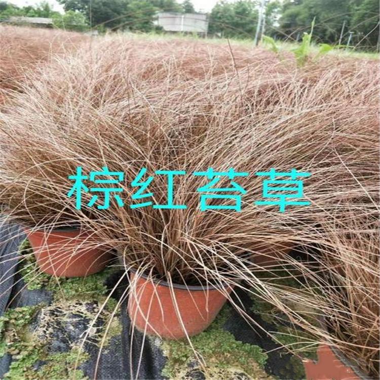 棕叶苔草花镜常用植物 橘红苔草枯黄的观赏草