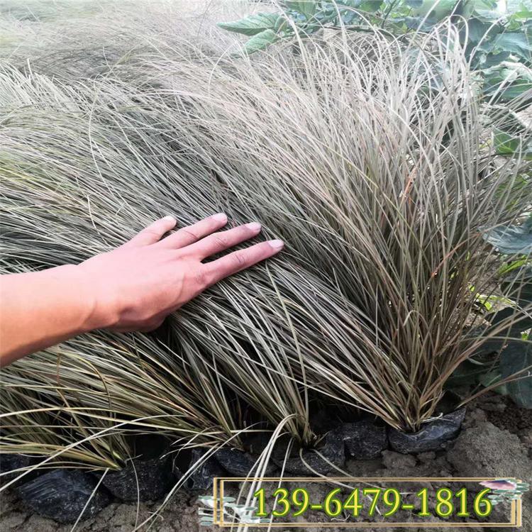 棕红苔草小苗价格 橘红苔草盆苗 耐旱耐热易成活观赏草