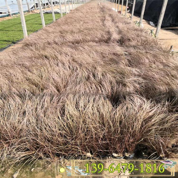 棕红苔草绿化小苗价格 青州橘红苔草盆苗 棕叶苔草容器苗