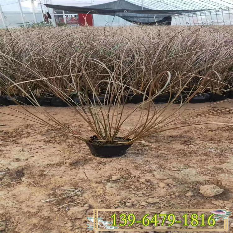 棕红苔草营养钵苗价格 棕叶苔草观赏草图片