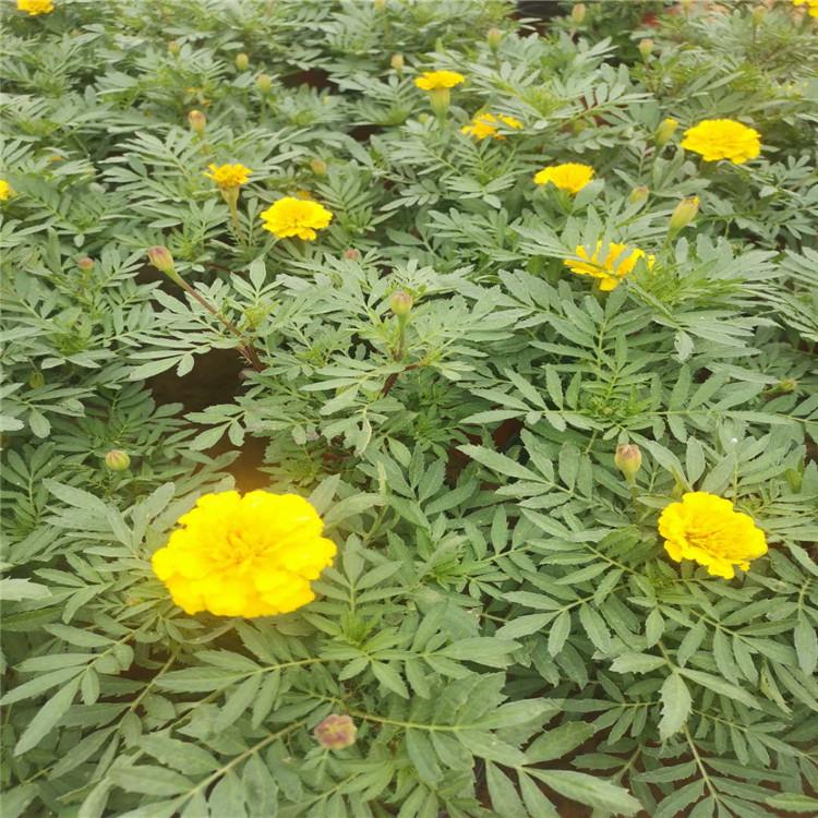 山东启景花卉孔雀草批发商 孔雀草种现货 孔雀草大量供应