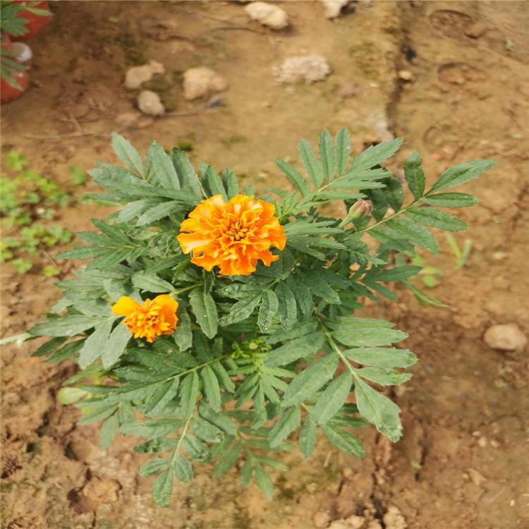 山东启景花卉孔雀草批发商 孔雀草小苗   孔雀草大量供应