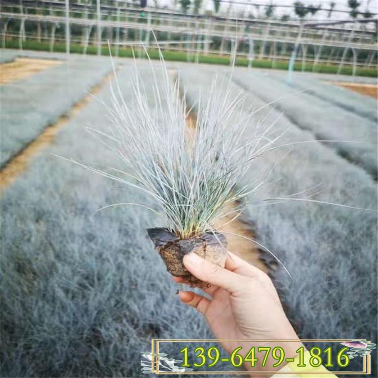 蓝绒草带盆发货 耐寒蓝羊茅盆苗 天蓝色观赏草价格