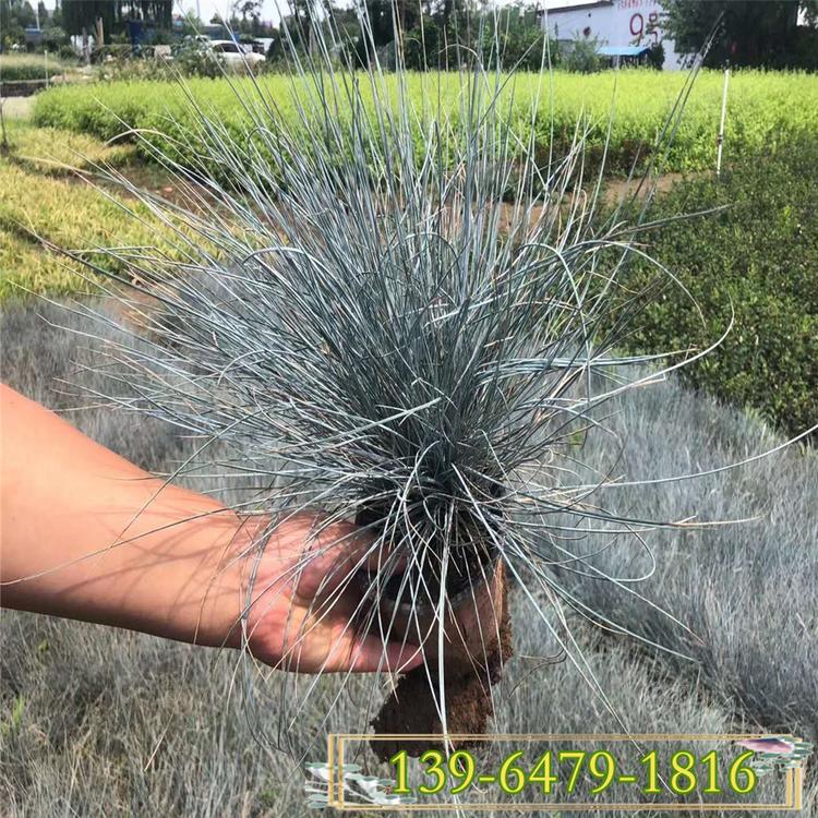 冷季型观赏草蓝羊茅价格 耐寒早春绿化 蓝色草蓝羊茅