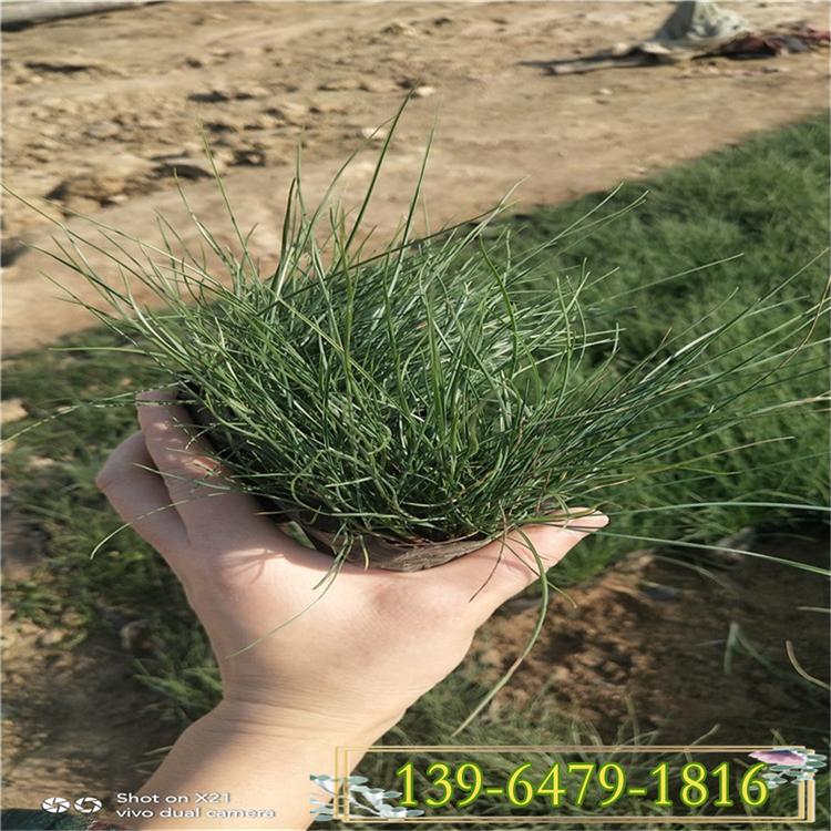 蓝羊茅杯苗价格 银羊茅花镜花坛观赏草 越冷越蓝的植物