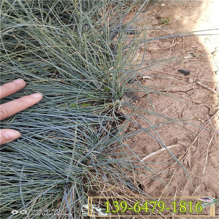 冬季蓝绒草 耐寒植物蓝羊毛营养钵苗 蓝羊茅图片