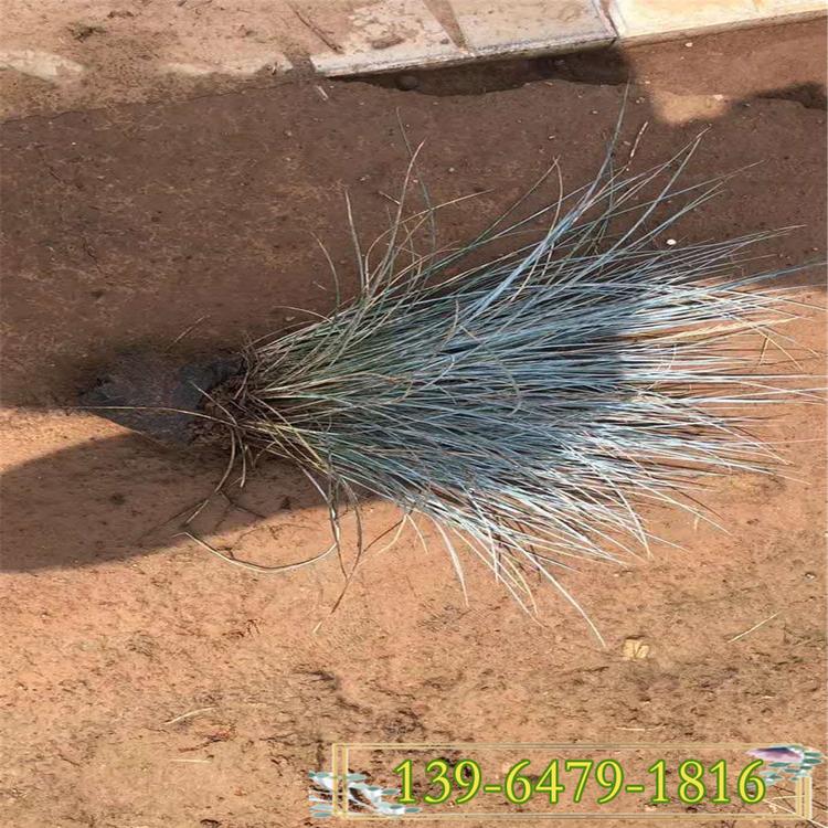 盆栽蓝羊茅价格 营养杯蓝羊毛批发种植 蓝色草