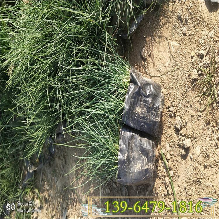 蓝羊毛 蓝羊茅耐寒 青州花卉基地 绿化草坪花坛镶边