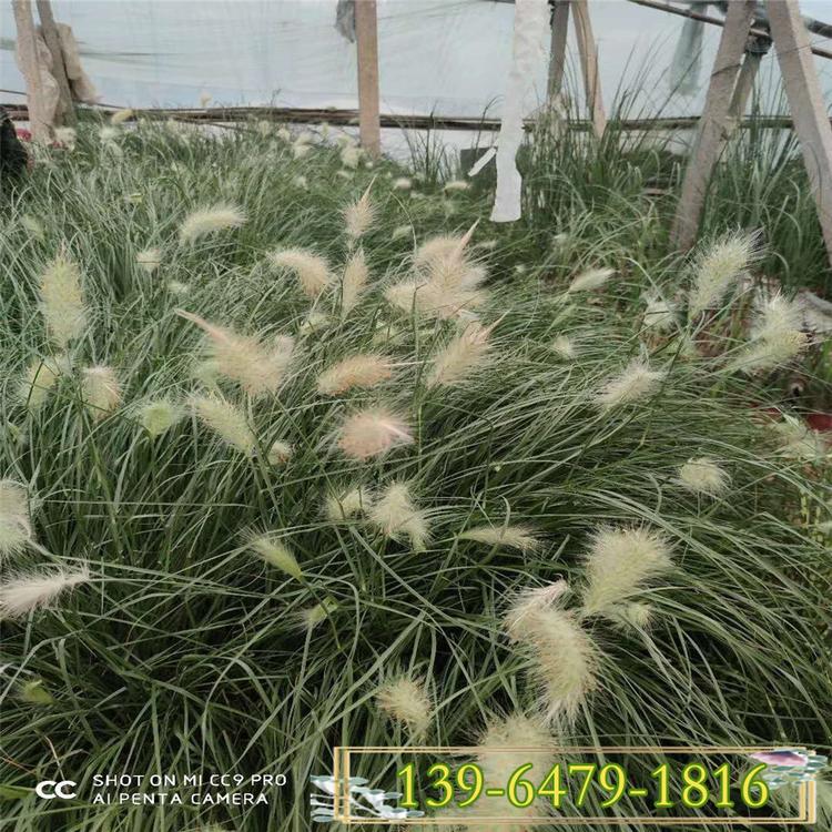 白美人狼尾草盆苗 多年生白穗狼尾草  品种齐全欢迎考察