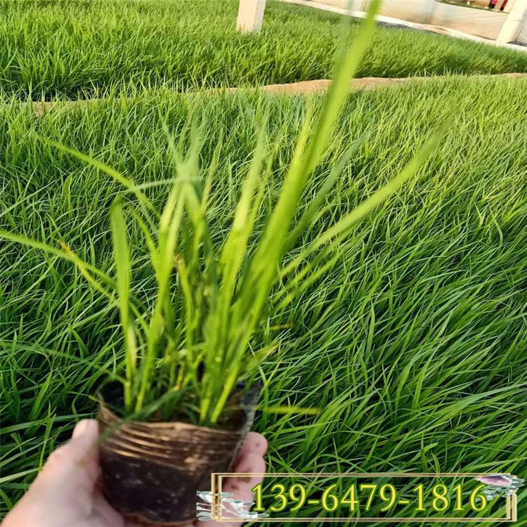 狼尾草价格 大量供应白美人狼尾草 花海园林绿化工程