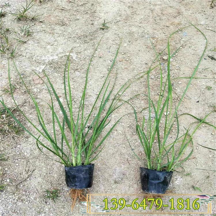 绿化用东方狼尾草 白穗狼尾草价格 山东观赏草种植基地