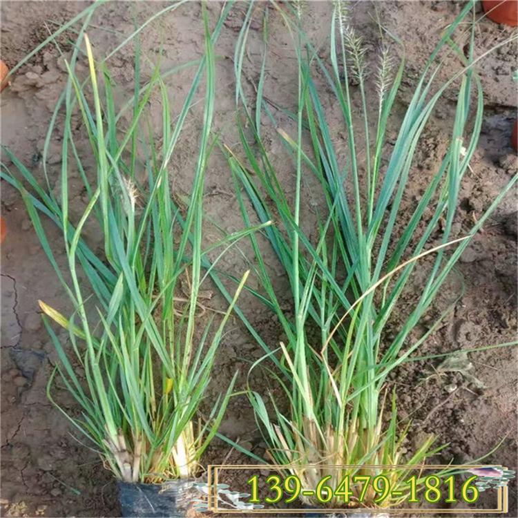 狼尾草 白穗狼尾草营养杯苗 种类齐全抗寒性强 量大优惠栽植简易