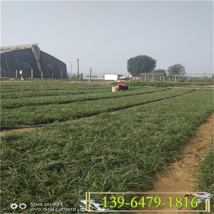 狼尾草盆苗价格 山东观赏草 量大优惠栽植简易