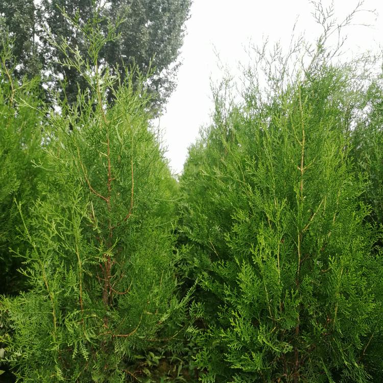 侧柏价格 苗圃现挖 侧柏批发土球苗 青州