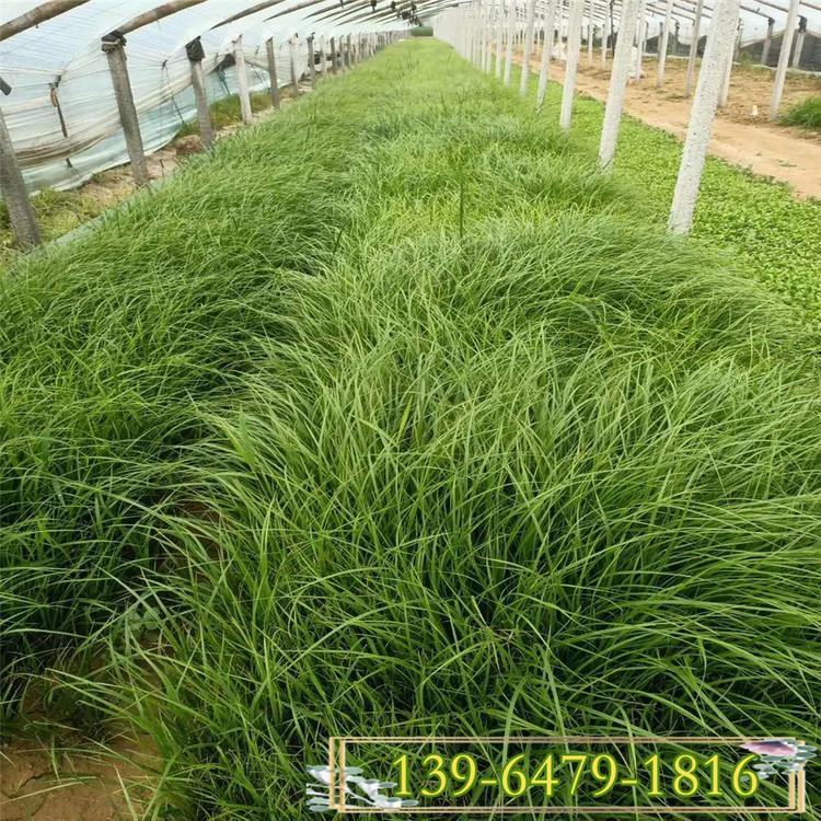 白穗狼尾草价格 多年生紫叶狼尾草  观赏草种植基地