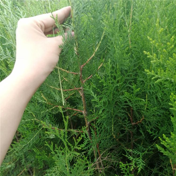 侧柏小苗 批发价格 青州苗圃现挖 粗壮