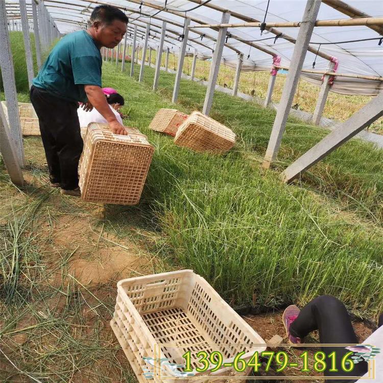细叶芒草价格 细叶芒图片 观赏草水生地被植物