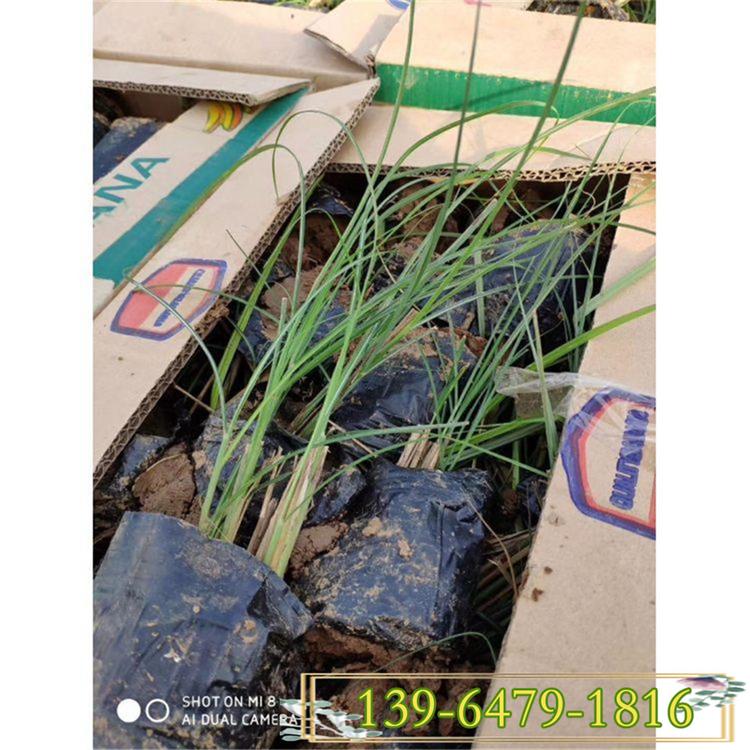 耐涝型观赏草 大量供应细叶芒 30-50公分细叶芒草