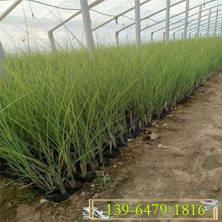 景观绿化观赏草细叶芒   价格低的细叶芒草 细叶芒草高度