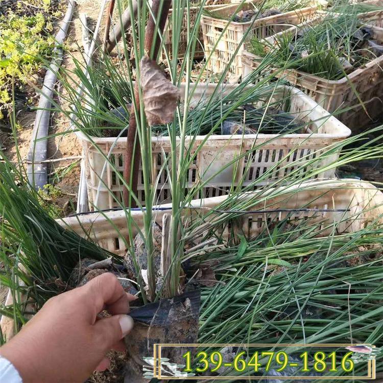 细叶芒种植密度 细叶芒草一平方价格 易成活水体绿化