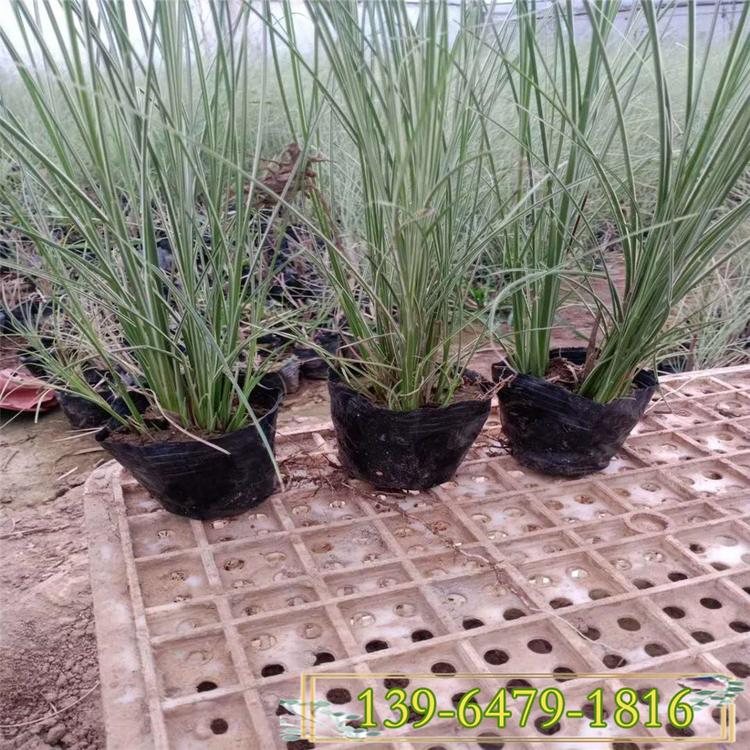 细叶芒批发 细叶芒草园林应用 苗圃直销多年生草本植物