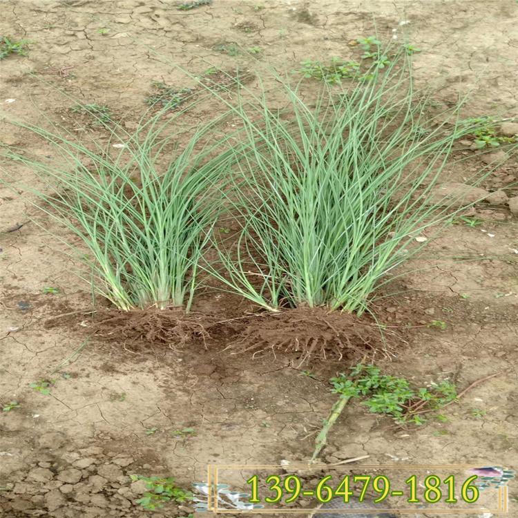 细叶芒价格 水生植物细叶芒草 耐涝型观赏草