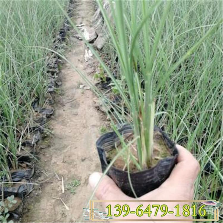 细叶芒价格 细叶芒草营养钵苗 杯苗细叶芒批发市场
