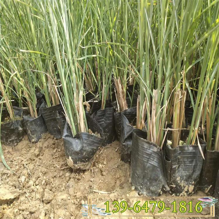 细叶芒草 细叶芒盆苗 河道绿化净化水质