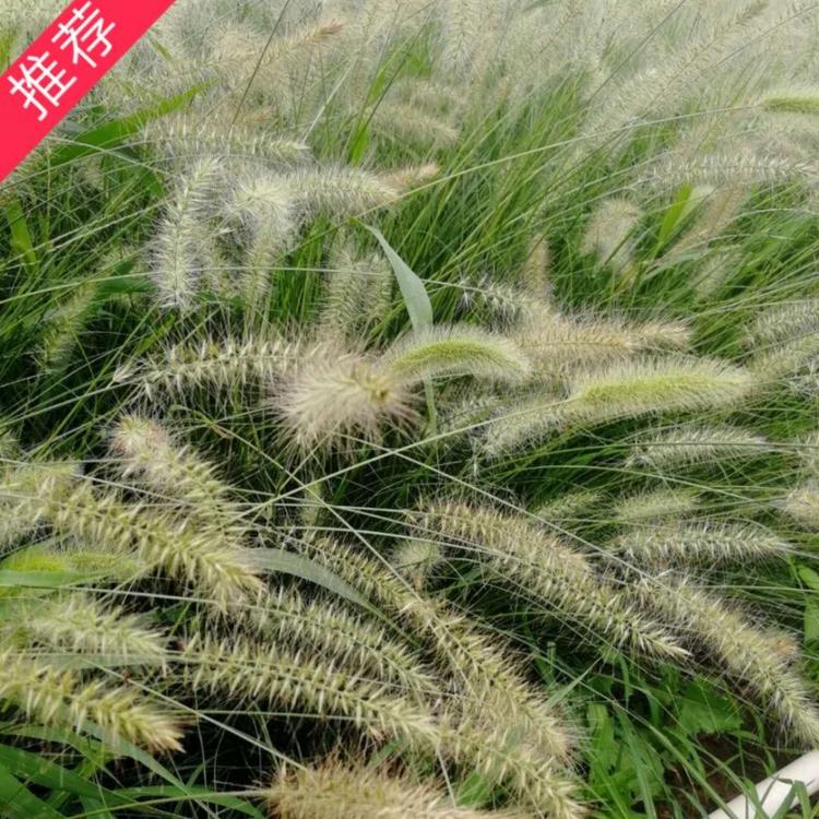 小兔子狼尾草  小布尼狼尾草  小涵花卉