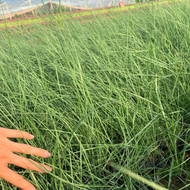 网红草花海工程用苗 青州网红草 美丽乡村建设粉黛乱子草