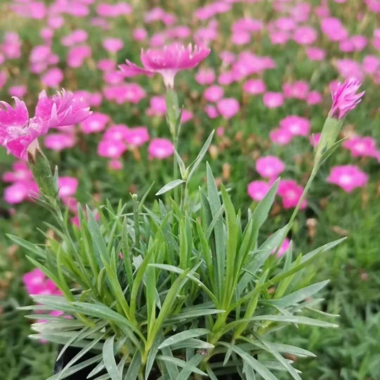 小盆欧石竹 双色盆欧石竹基地  小涵花卉 欧石竹批发价格