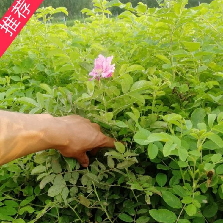四季玫瑰价格  玫瑰花价格   紫枝玫瑰价格  无刺玫瑰  小涵花卉