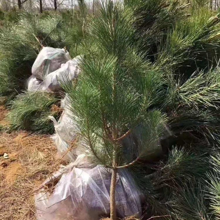 鑫杰花卉苗木直销 青州黑松  质优价低