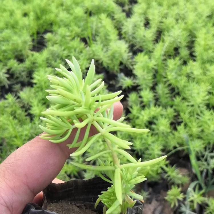 鑫杰花卉苗木   青州宿根花卉佛甲草直销   质优价低