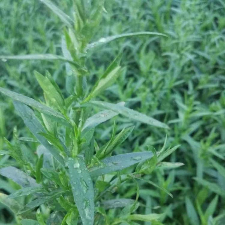 鑫杰花卉苗木   青州宿根花卉荷兰菊直销   质优价低