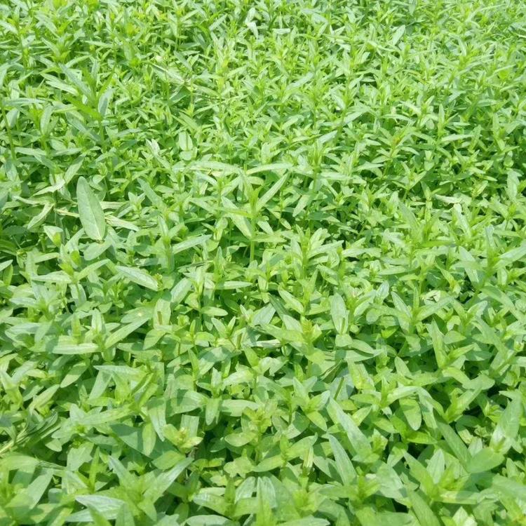 鑫杰花卉苗木   青州宿根花卉千屈菜直销   质优价低