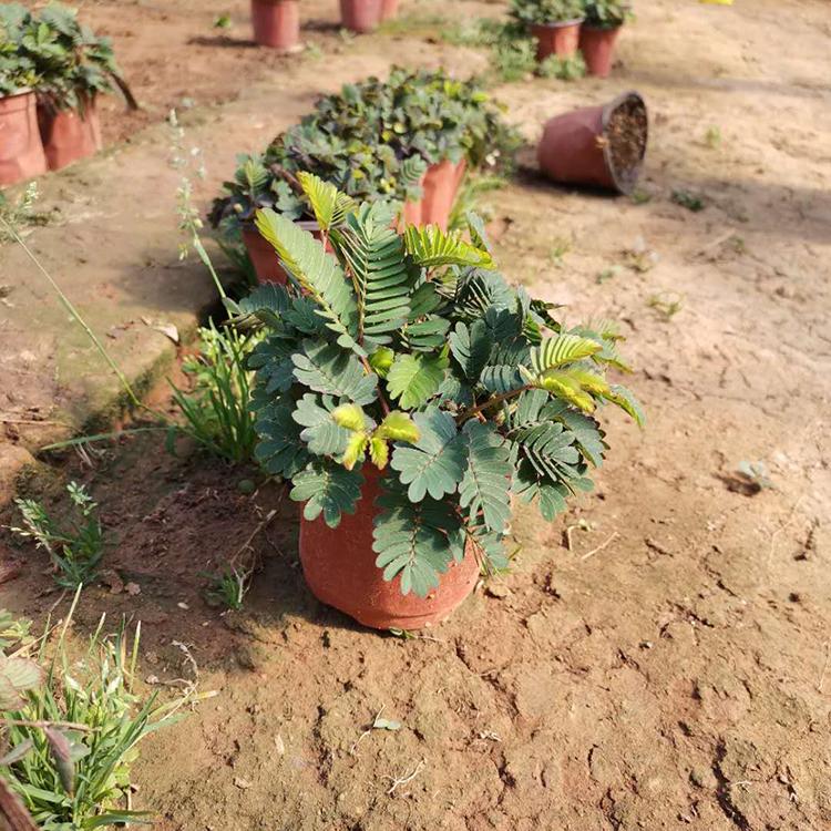 含羞草盆栽 基地直销直售 含羞草报价 量大优惠