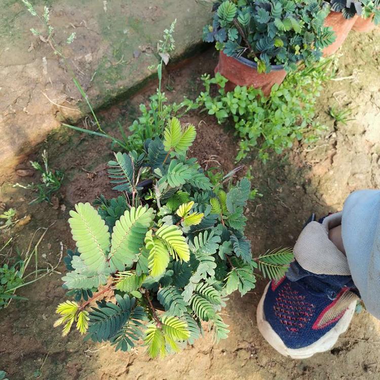 含羞草 含羞草盆栽 青州启景花卉基地直销