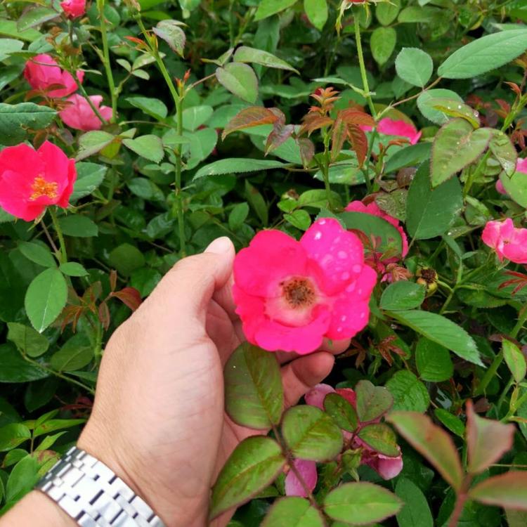 丰花月季价格 丰花月季批发基地 月季 品种月季 多色丰月季