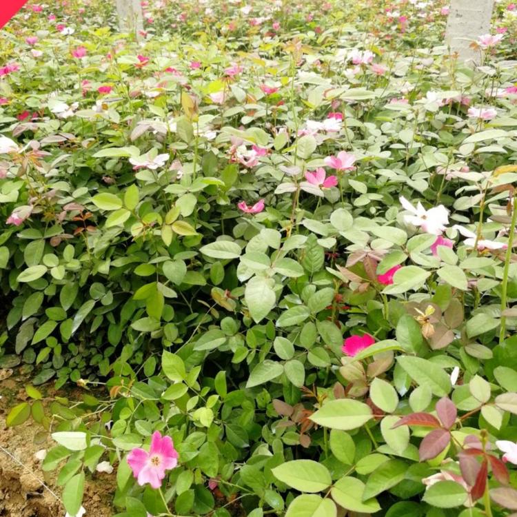 月季价格 丰花月季花 品种月季 胜春价格 月季批发 小涵花卉 绿化苗木