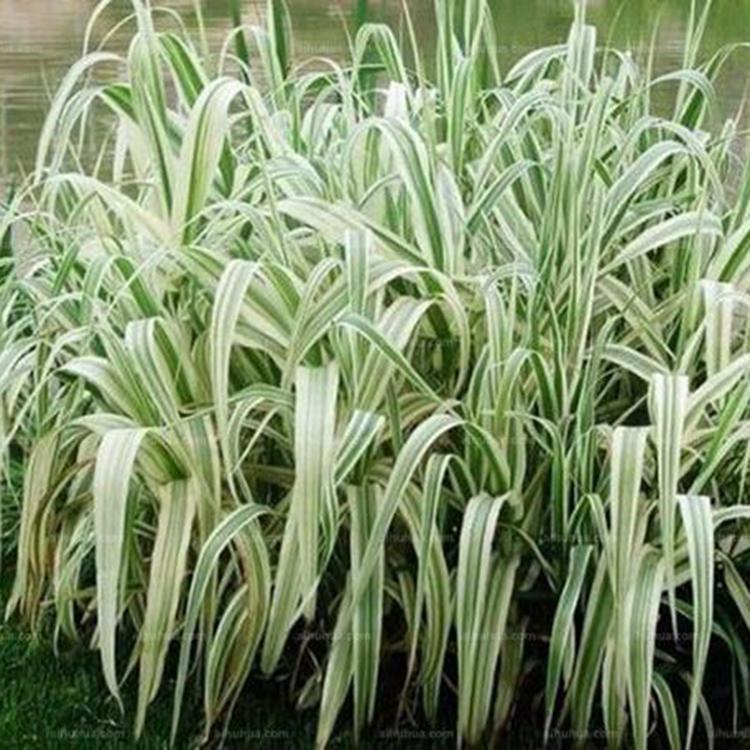 花叶芦竹 静竹花卉基地直售花叶芦竹 花叶芦竹报价