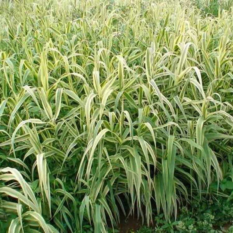 【静竹】花叶芦竹直售 批发花叶芦竹基地 优价出售花叶芦竹