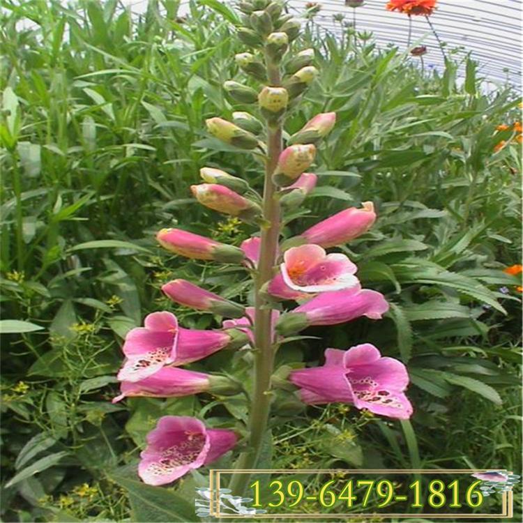 毛地黄图片 盆栽毛地黄批发价格 5月开花的植物