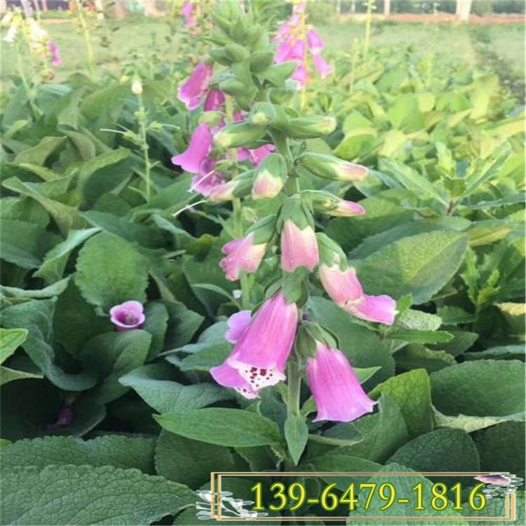 毛地黄山东青州营养杯小苗 毛地黄园林应用 花期5-6月