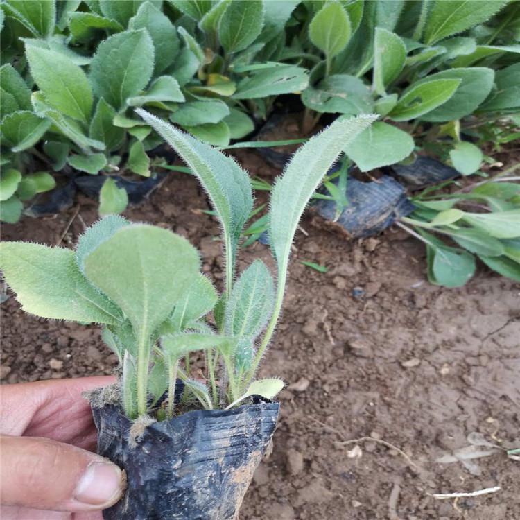 黑心菊培育 黑心菊报价 青州黑心菊批发商